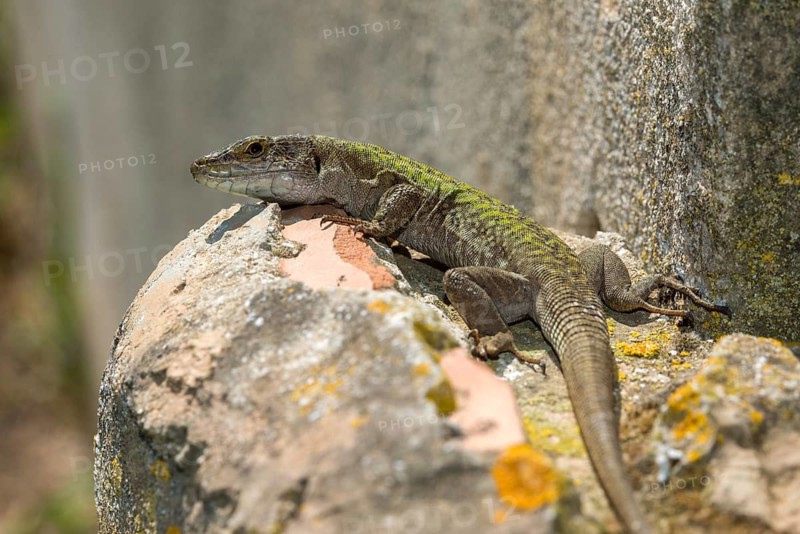 Granelli, Italian Wall Lizard, Italy, Pantani Cuba and Longarini, Podarcis Sicula, Podarcis Sicula, Ruin Lizard, Migratory Bird Sanctuary, Pantani Cuba & Longarini Migratory Bird Sanctuary, Critters, Lizards, Lizards, Reptilia, Reptiles, Ruin Lizard, Sicily, Foundation for Biodiversity