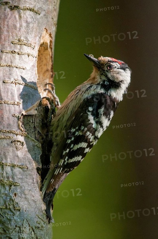 Dendrocopos minor, dryobates minor, small woodpecker, lesser spotted woodpecker, birds, high size, portrait format, male, piciforms, woodpeckers, birds, woodpecker
