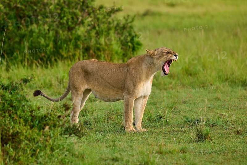 A yawning lioness stands in a vast, green grassland, lion (Panthera leo), Masai Mara National Reserve, Narok County, Kenya