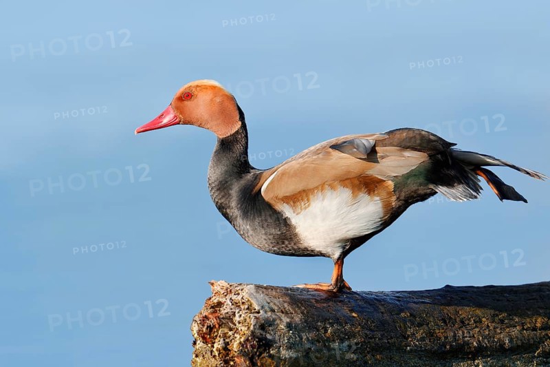 Red-crested Pochard (Netta rufina), a drake standing on a tree trunk in the water and stretching, Lake Constance, Baden-Württemberg, Germany