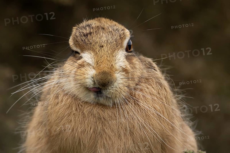 European brown hare (Lepus europaeus) adult animal head portrait, England, United Kingdom