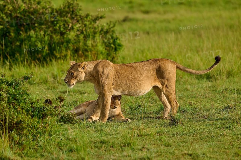 A lioness stands in the savannah, surrounded by grass and bushes, lion (Panthera leo), Masai Mara National Reserve, Narok County, Kenya