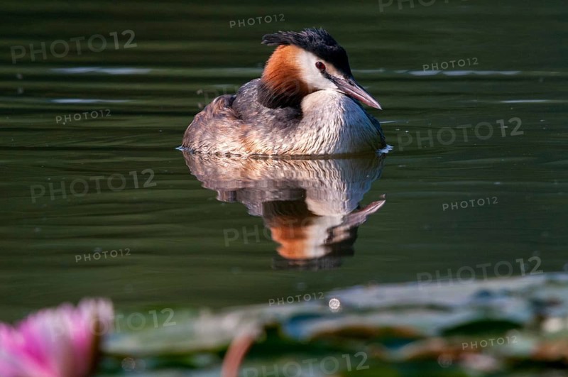 Great crested grebes, podiceps cristatus, birds, grebes, podicipedidae, divers, birds, waterbirds, waterbirds