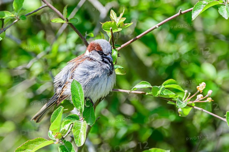 House Sparrow, (Passer domesticus), George C. Reifel Migratory Bird Sanctuary, Delta, British Columbia, Canada