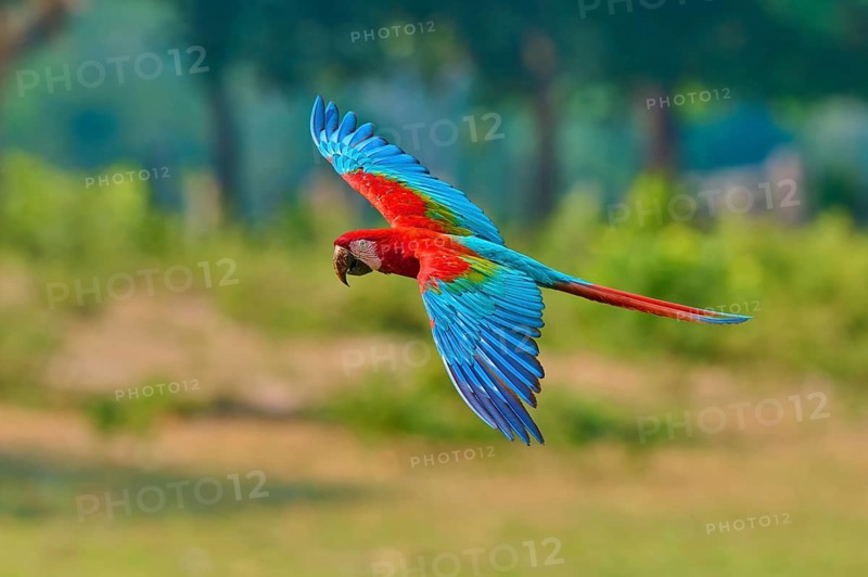 A colourful parrot flies close to the ground against a backdrop of bushes, Green-winged Macaw or Dark-red Macaw (Ara chloroptera), Pantanal, Mato Grosso, Brazil