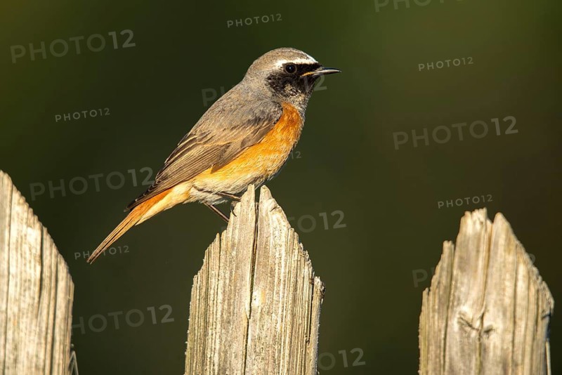 Garden redtail, Phoenicurus phoenicurus, redstart, birds, garden fence, garden birds, garden fence, passeri, songbirds, birds