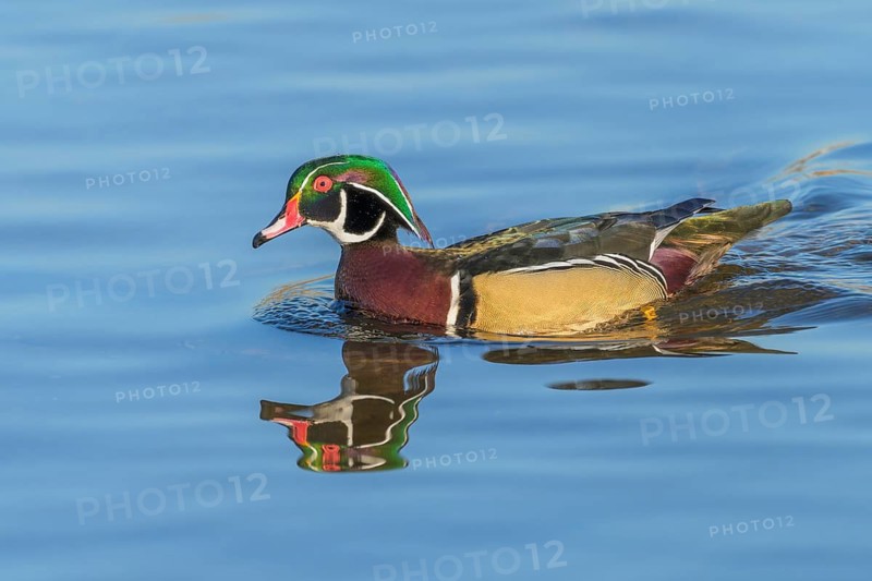 Male Wood Duck, (Aix sponsa), Burnaby Lake Regional Park, Burnaby, British Columbia, Canada