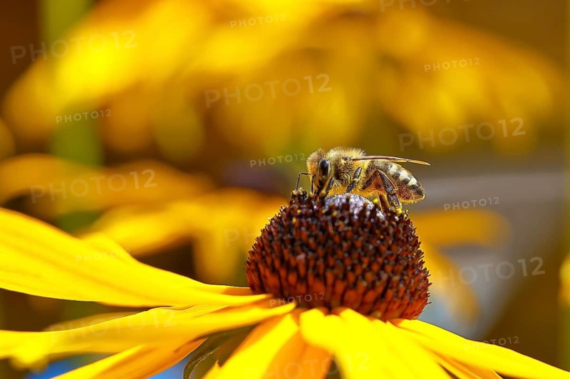 European honeybee (Apis mellifera) collecting nectar from a flower of the yellow coneflower (Echinacea paradoxa), close-up, macro photograph, Wilnsdorf, North Rhine-Westphalia, Germany