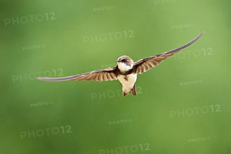 Sand martin (Riparia riparia), in flight, Reussegg nature reserve, Canton Aargau, Switzerland