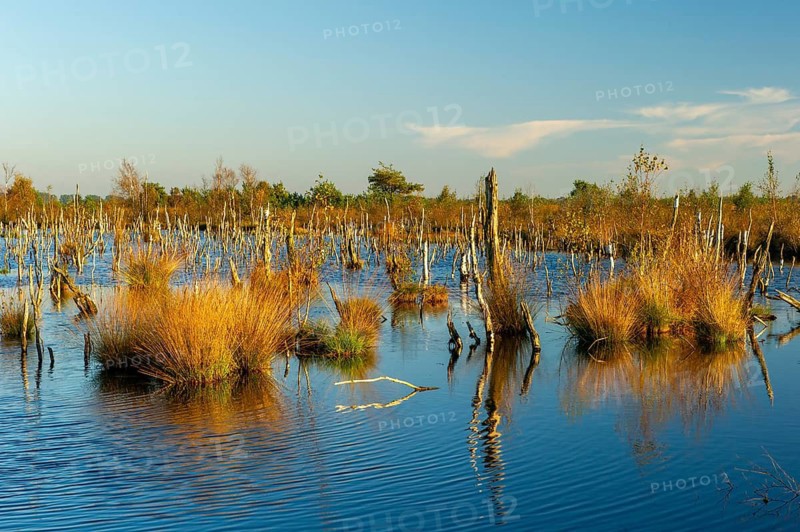 Autumn in Rehdener Geestmoor, rewetting, Rehden, Lower Saxony, Germany