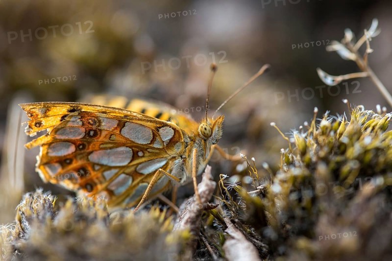 Argynnis Lathonia, Issoria Lathonia, Little Mother of Pearl Butterfly, Queen of Spain Fritillary, Butterfly, Insects, Butterfly, Butterflies
