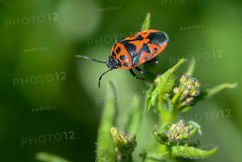 Eurydema ornata, Eurydema ornatum, vegetable bug, heteroptera, pentatomidae, ornamental bug, black-backed vegetable bug, tree bugs, insects, bugs