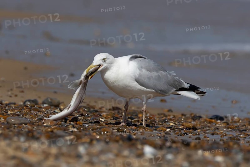 Herring gull (Larus argentatus) adult seagull bird with a dogfish shark fish in its mouth for food on a seaside beach, England, United Kingdom