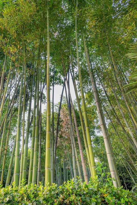 Looking up at the Bamboo Forest at Opatija's central garden, Angiolina Park. Opatija, Istria, Croatia