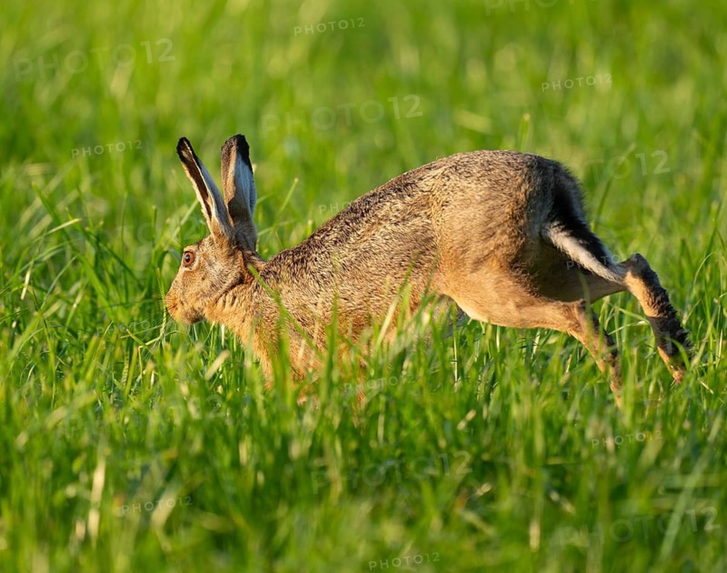 European hare (Lepus europaeus) running across a green meadow, wildlife, Lower Saxony, Germany