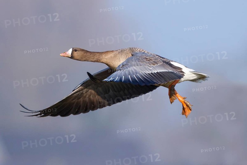 Greater White-fronted Goose (Anser albifrons) flying, North Rhine-Westphalia, Germany