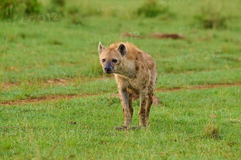 A hyena stands in a green meadow, looking curious, spotted hyena (Crocuta crocuta), Masai Mara National Reserve, Narok County, Kenya