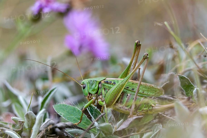 Decticus verrucivorus, deciduous locusts, wart biters, ensifera, female, grasshoppers, insects, long-feeler scares, wait biters, female