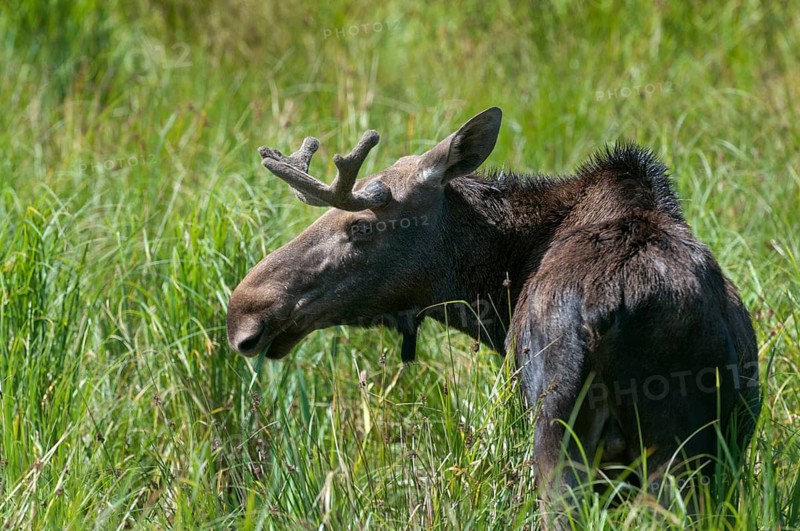 Alces alces, artiodactyla, elk, even-toed ungulates, mosses, cloven-hoofed animals, mammals
