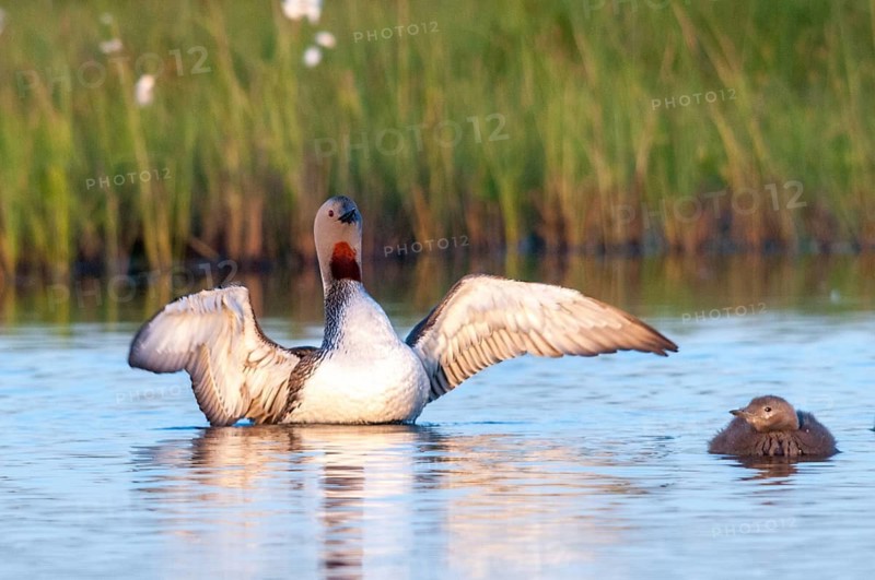 Finland, Gavia Stellata, Red-Throated Diver, Star Diver, Birds, Diver, Gaviidae, Grebe, Loons, Divers, Birds, Waterbirds