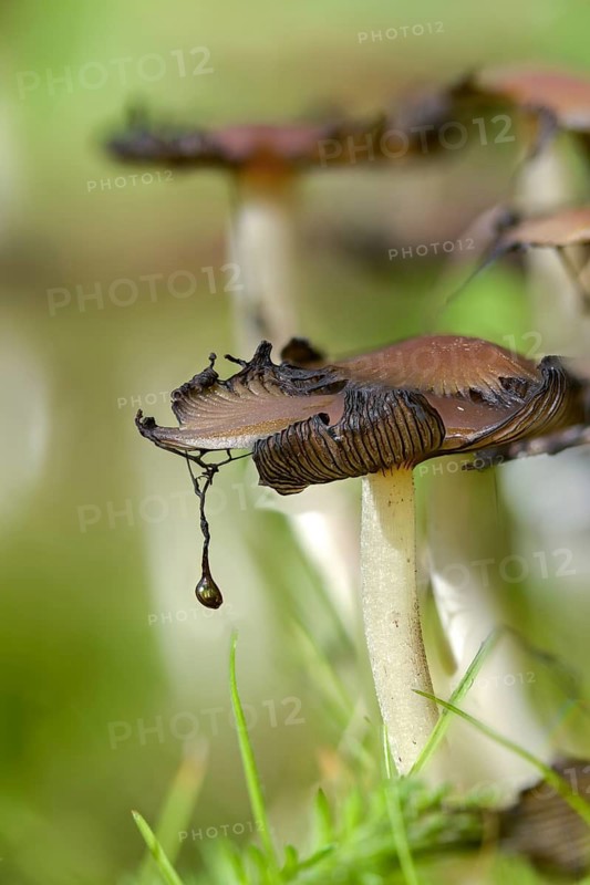 Coprinellus disseminatus, Coprinellus disseminatus agg, Coprinus disseminatus, sown tintling, fairy inkcap, fungi, fungus, high size, portrait format, mushrooms, tintling, trooping crumble cap, decay