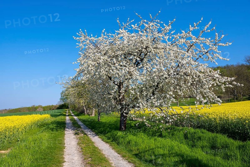 Blooming cherry trees on a rapeseed field near Bevern in the Weser Hills, Bevern, Holzminden, Lower Saxony, Germany