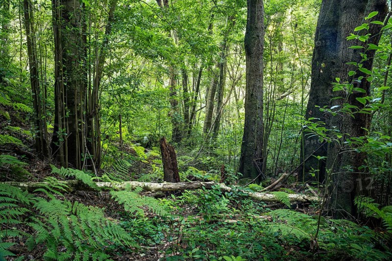 Laurel forest in the north of La Palma. La Palma, Canary Islands, Spain