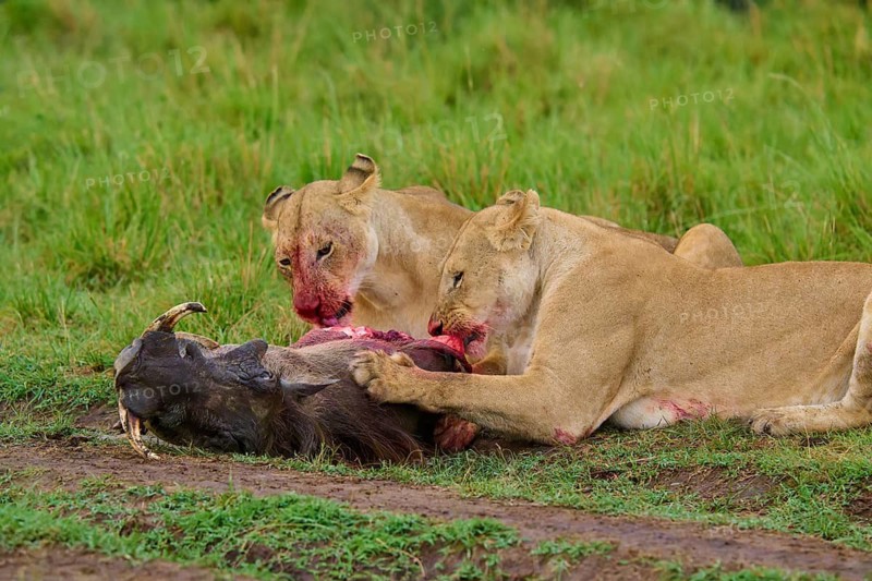 Two hungry lions devouring their prey, the focus is on the intensity of the scene, warthog (Phacochoerus africanus), lion (Panthera leo), Masai Mara National Reserve, Narok County, Kenya