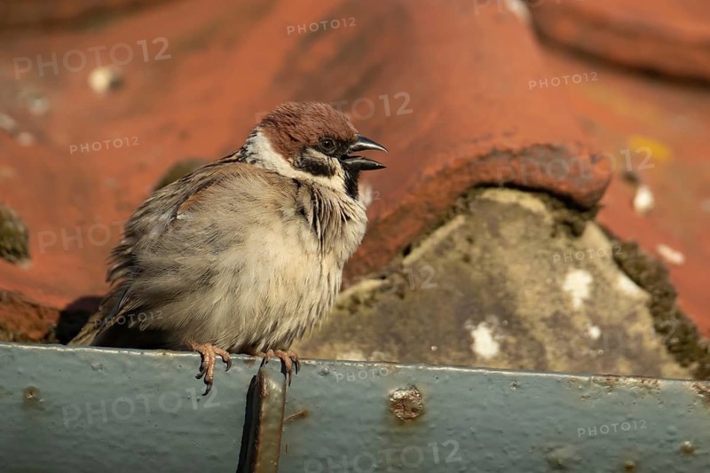 Tree sparrow (Passer montanus) adult bird on a building roof, England, United Kingdom