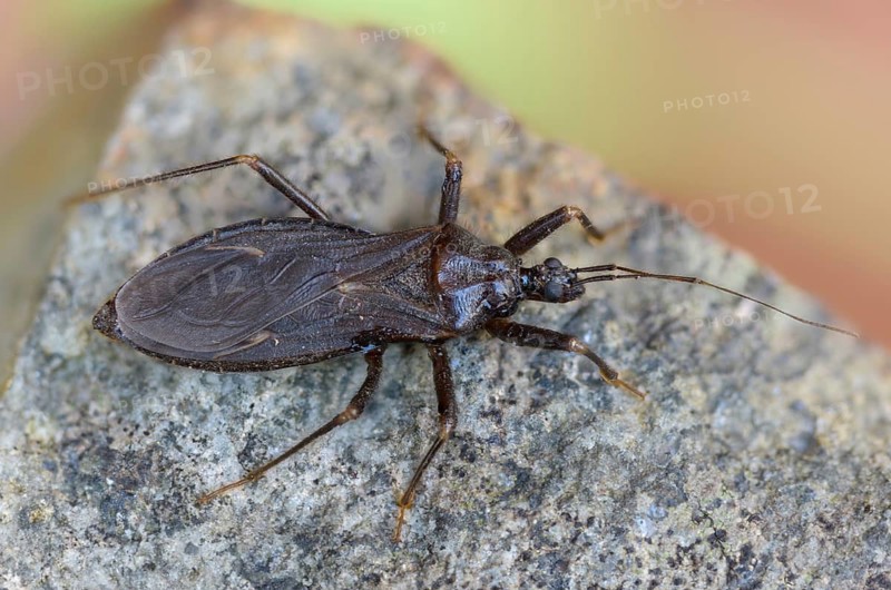 Large predatory bug, heteroptera, Reduviidae, Reduvius personatus, dust bug, insects, masked hunters, predatory bugs, bedbugs