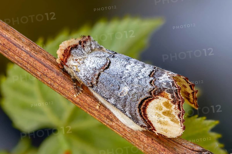 Buff tip, moonspot, moonbird, phalera bucephala, insects, moths, moths, butterflies