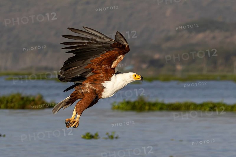 African fish eagle (Haliaeetus vocifer) flying with talons stretched out to catch a fish, Lake Naivasha, Kenya