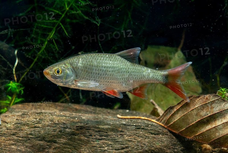 Red lead, rudd, rubella, scardinius erythrophthalmus, fake roach, fish, fishes, pisces
