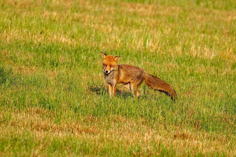 Red fox (Vulpes vulpes), Vulkaneifel, Rhineland-Palatinate, Germany