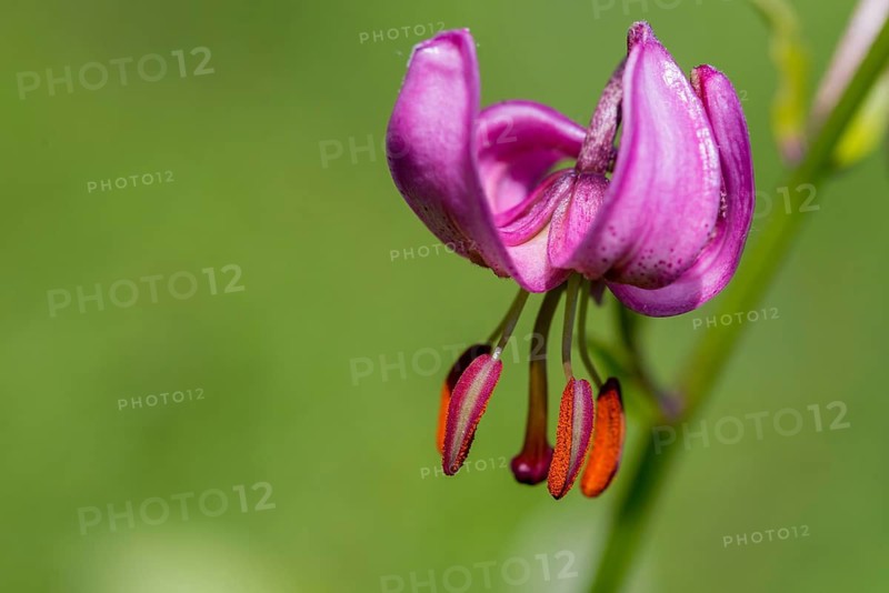 Liliaceae, Lily Family, Lilium Martagon, Turk's Cap Lily, Turkish League Lily, Flora, Martagon Lily, Plants, Plants