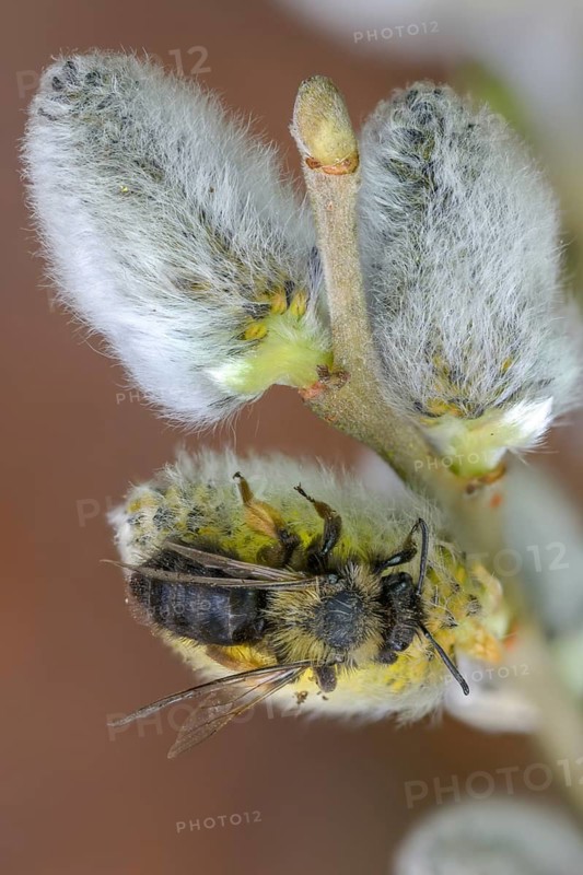 Andrena vaga, Andrenidae, floodplain sand bee, grey-backed mining bee, hymenoptera, sand bee, willow sand bee, female, high size, portrait format, insects, female