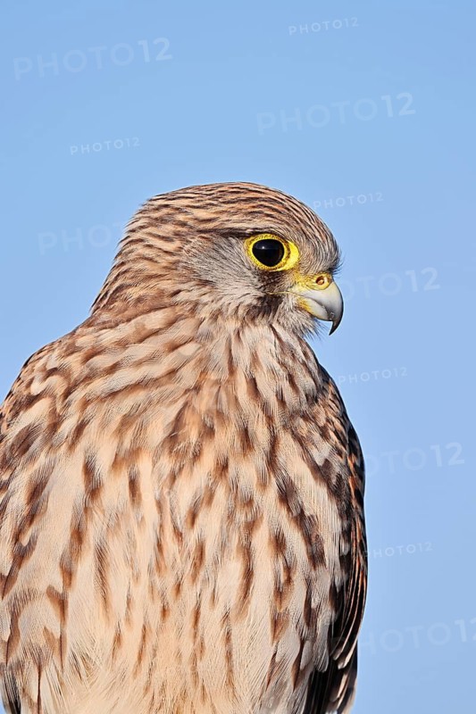Kestrel (Falco tinnunculus), female, portrait, North Rhine-Westphalia, Germany