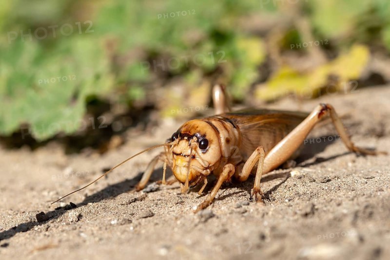Brachytrupes Megacephalus, Giant Cricket, Granelli, Gryllus Megacephalus, Italy, Pantani Cuba and Longarini, giant crickets, migratory bird sanctuary Pantani Cuba & Longarini, Ensifera, crickets, insects, Italy, long-feeler scare, male, Sicily, foundation for biodiversity