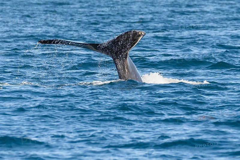 Humpback Whale, (Megaptera novaeangliae), Dana Point, Orange County, California, United States, Pacific
