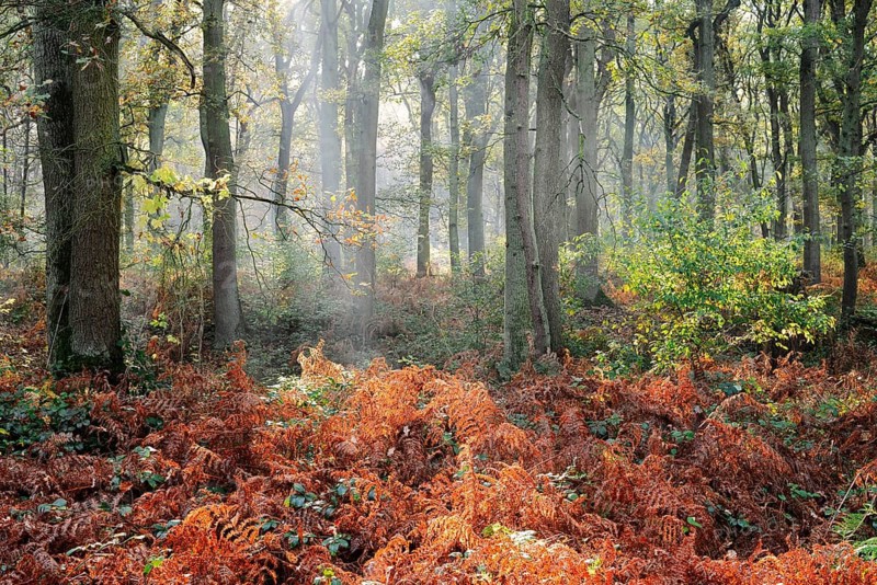 Deciduous forest with eagle fern (Pteridium aquilinum) in autumn, North Rhine-Westphalia, Germany