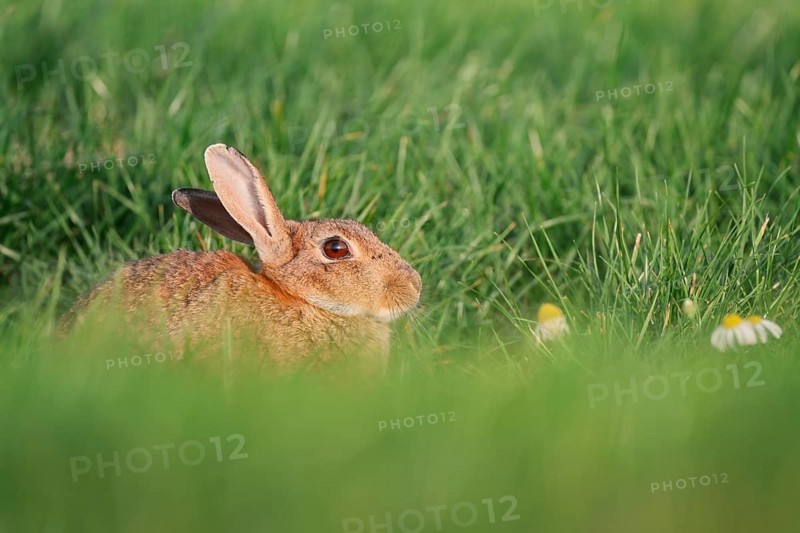 Wild rabbit (Oryctolagus cuniculus), North Rhine-Westphalia, Germany