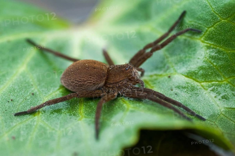 Araneomorphae, Dolomedes Plantarius, ridged water spider, moor hunting spider, predatory spiders, web spiders, fen raft spider, great raft spider, hunting spiders, spiders
