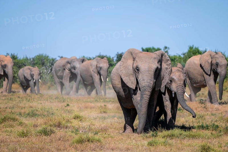 Herd of African elephants (Loxodonta africana), Addo Elephant National Park, Eastern Cape, South Africa