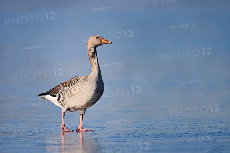 A greylag goose (Anser anser) stands on the ice of a frozen lake, North Rhine-Westphalia, Germany