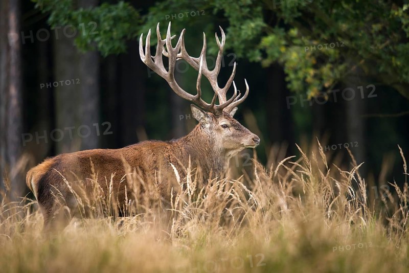 Artiodactyla, Cervus Elaphus, even-toed ungulate, cloven-hoofed, red deer, red deer, rotting, deer, mammals, mammals