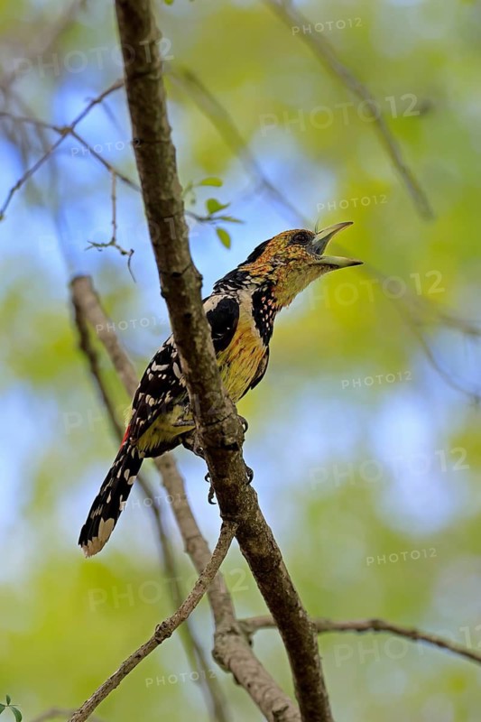 Crested Bart's Bird (Trachyphonus vaillantii), Black-backed Bart's Bird, adult, perch, tree, singing, calling, Kruger National Park, South Africa