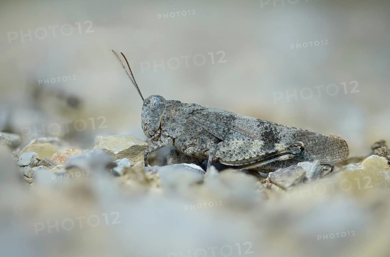 Acrididae, caelifera, field locusts, gomphocerinae, grasshoppers, short-feeler, Oedipoda germanica, red-winged wasteland scare, grasshoppers, grasshoppers, insects, red-winged grasshoppers, wasteland scare