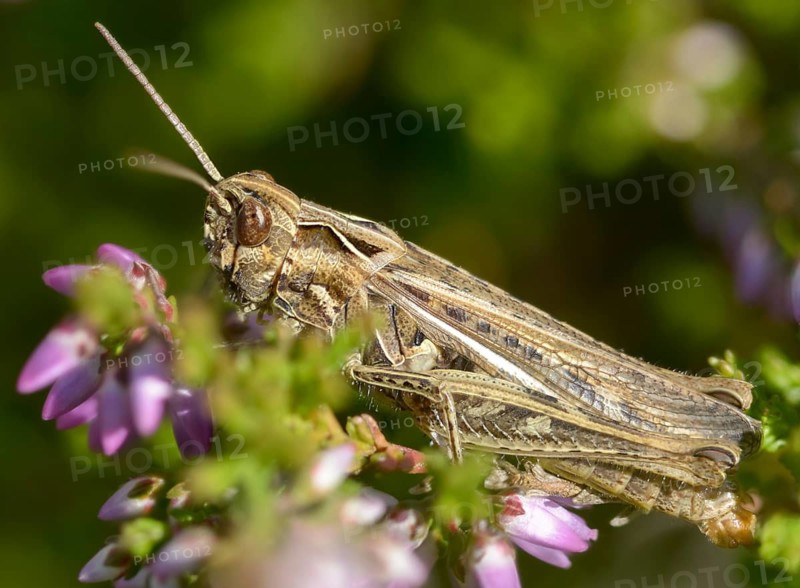 Acrididae, caelifera, field locusts, gomphocerinae, grasshoppers, short-feeler, nightingale grasshopper, bow-winged grasshopper, chorthippus biguttulus, grasshoppers, grasshoppers, insects