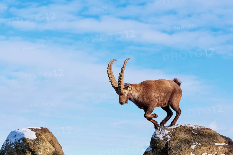 A male ibex (Capra ibex) jumps from rock to rock. Morning light against a blue sky with clouds. Carinthia, Austria