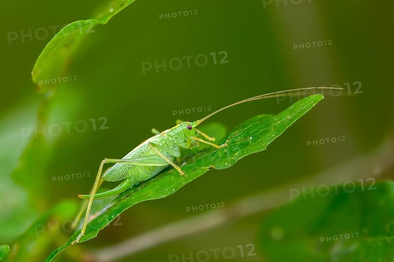 Drumming katydid, oak scare, common oak scare, meconema thalassinum, oak bush cricket, grasshoppers, insects, nymph
